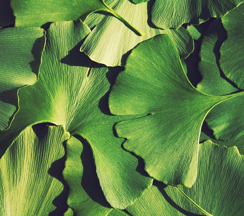 Online therapy for anxiety via telehealth by Dr. Sara Michelson licensed in North Carolina, New York and PSYPACT states