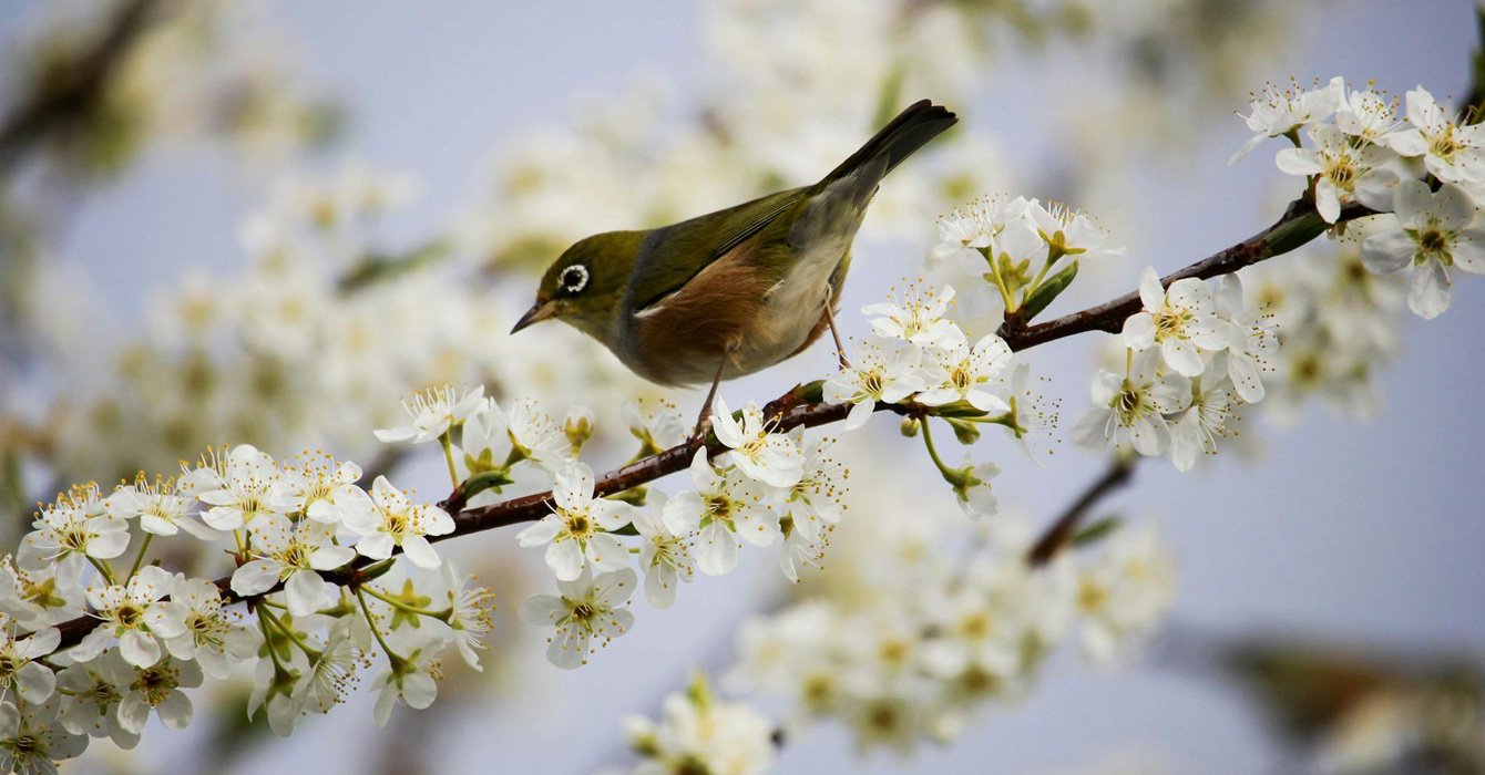 The Psychological Effects of Spring